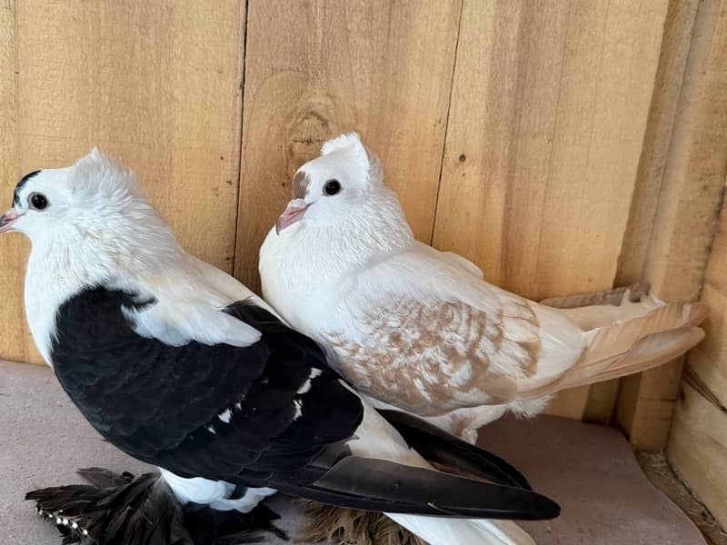 Indian fantail, swallow breeder pair senti pair 7