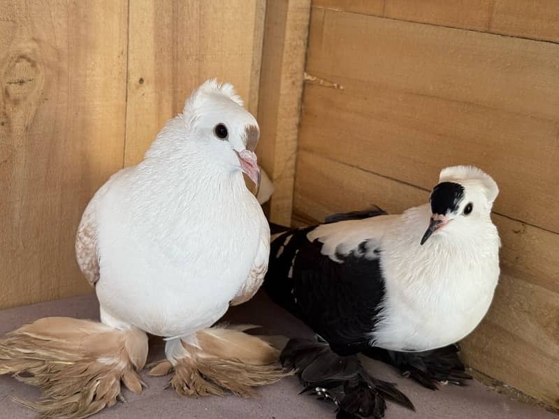 Indian fantail, swallow breeder pair senti pair 8