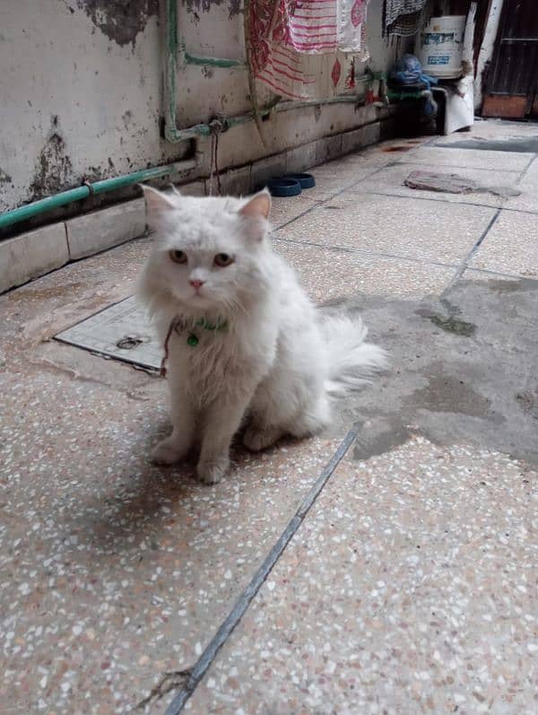 Persian Cat Tripple Coated 1