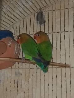 Australian parrot and love birds for sale