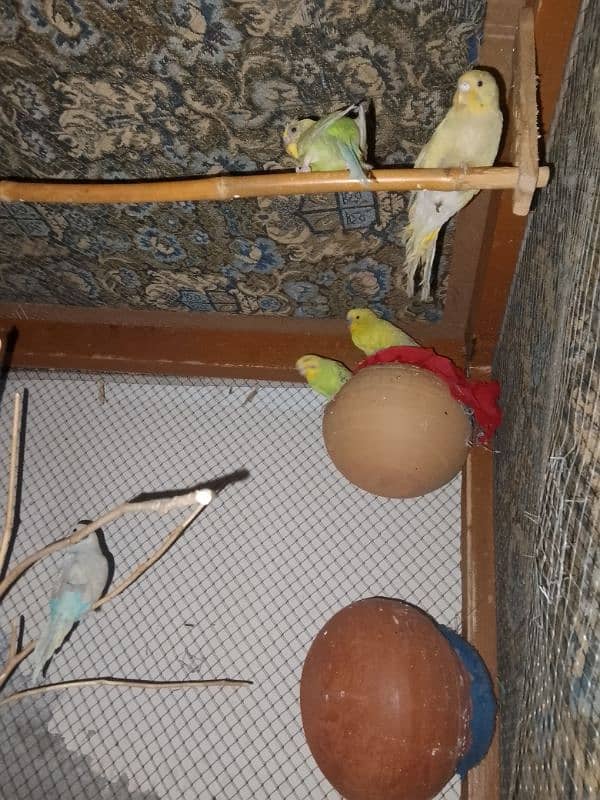 Australian parrot and love birds for sale 1