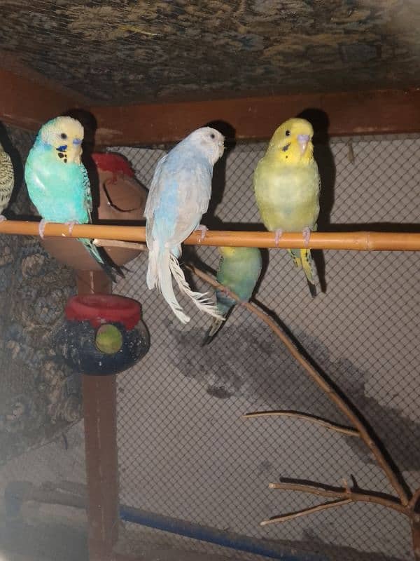 Australian parrot and love birds for sale 2