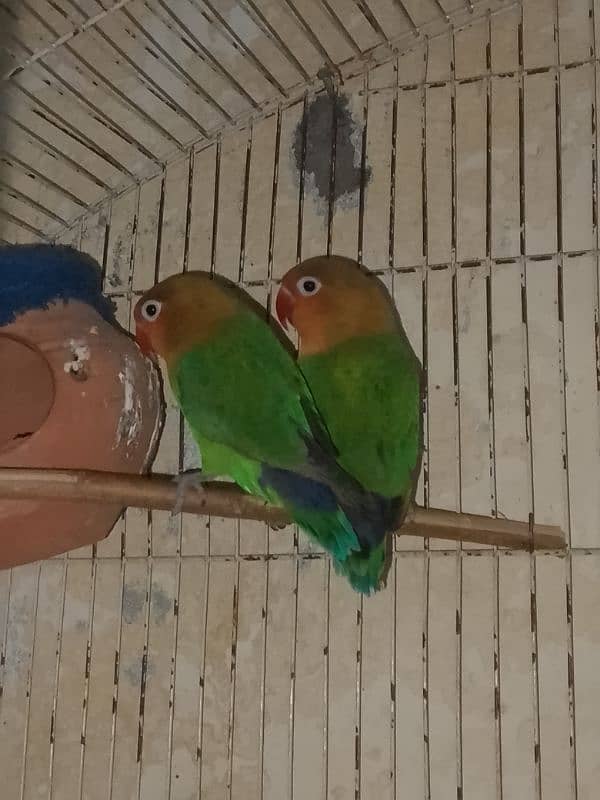 Australian parrot and love birds for sale 3