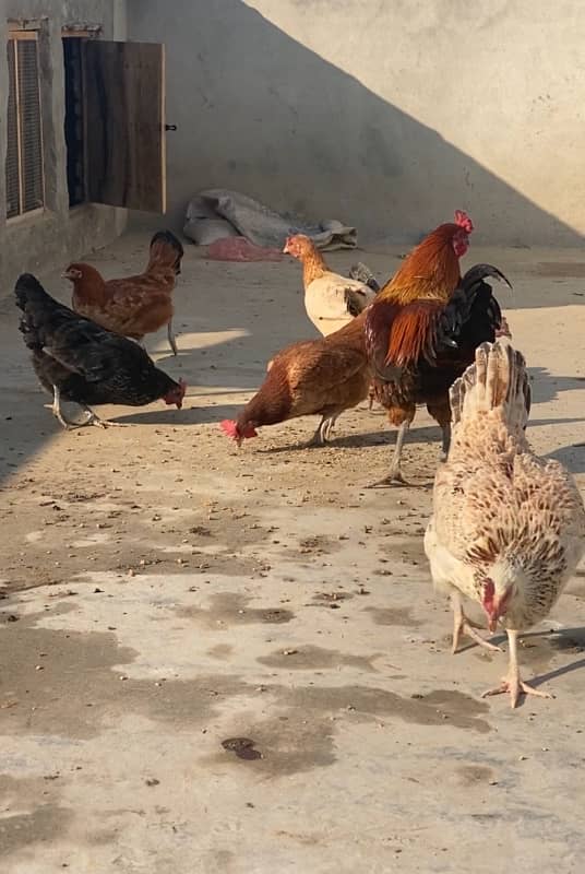 Desi Murgi , Misri Murgi , Desi Misri Egg laying Hen , Hen 0