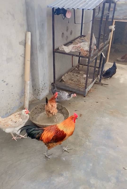 Desi Murgi , Misri Murgi , Desi Misri Egg laying Hen , Hen 1