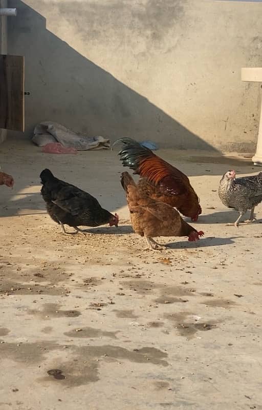 Desi Murgi , Misri Murgi , Desi Misri Egg laying Hen , Hen 2