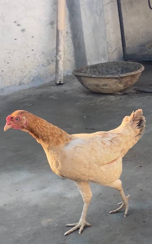 Desi Murgi , Misri Murgi , Desi Misri Egg laying Hen , Hen 3