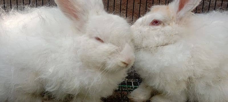 English Angora Rabbits for sale with Cage 0