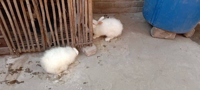 English Angora Rabbits for sale with Cage 2