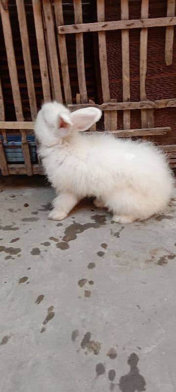 English Angora Rabbits for sale with Cage 3