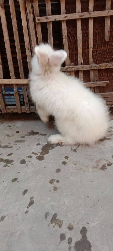 English Angora Rabbits for sale with Cage 4