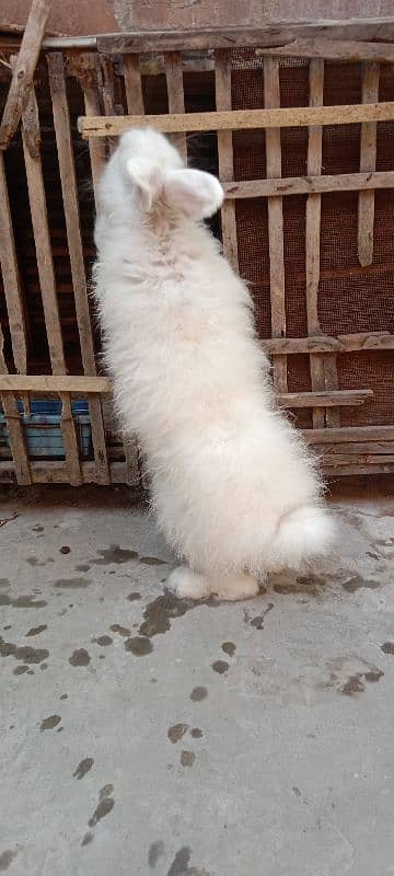 English Angora Rabbits for sale with Cage 5