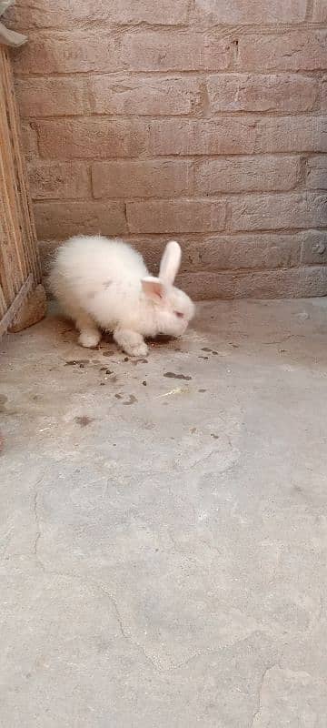 English Angora Rabbits for sale with Cage 6