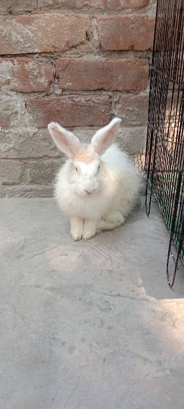 English Angora Rabbits for sale with Cage 7