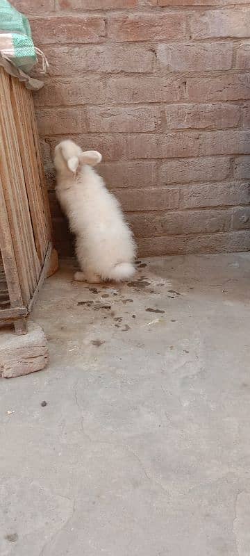 English Angora Rabbits for sale with Cage 8