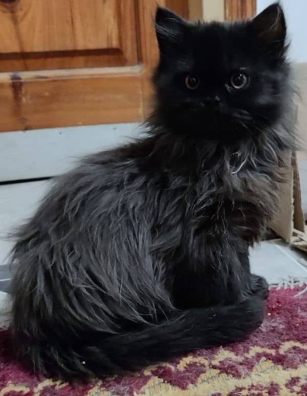 home breed Persian triple coat semi punch 0