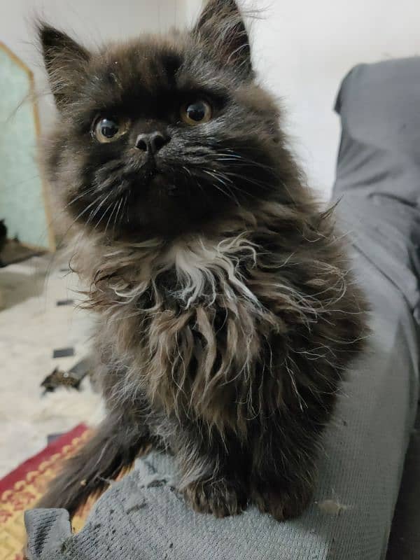 home breed Persian triple coat semi punch 1