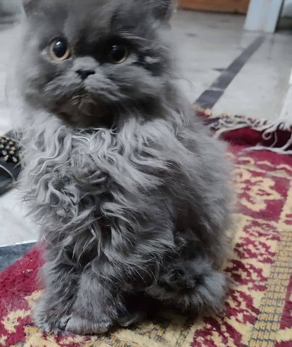 home breed Persian triple coat semi punch 4