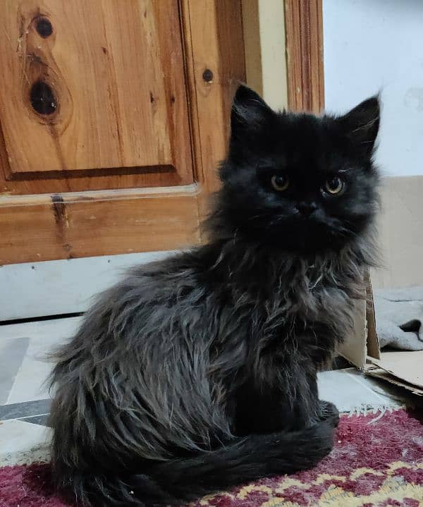 home breed Persian triple coat semi punch 5