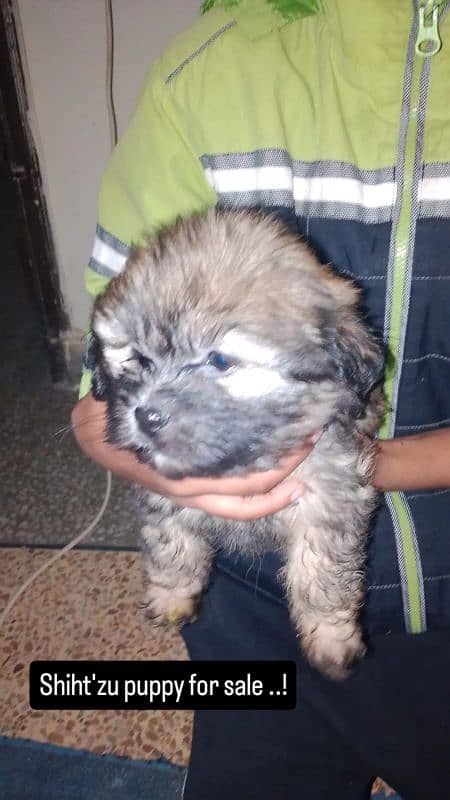 Shihtzu puppy for sale age:-2 month pidgree urgent sale 0