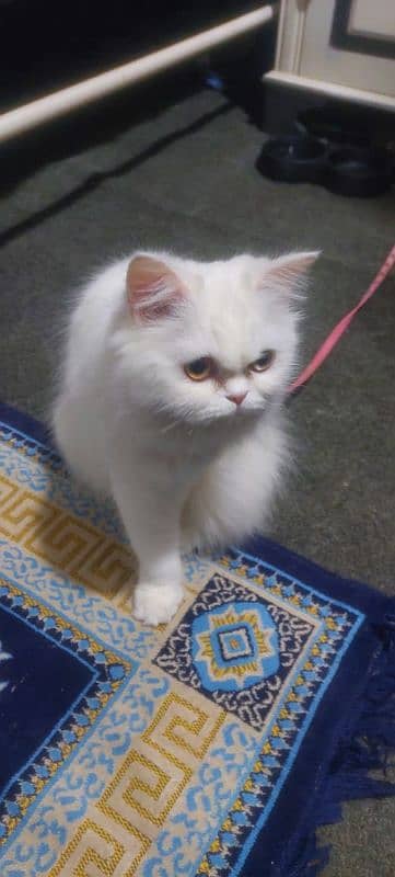 Female Punch Face Persian Cat 1