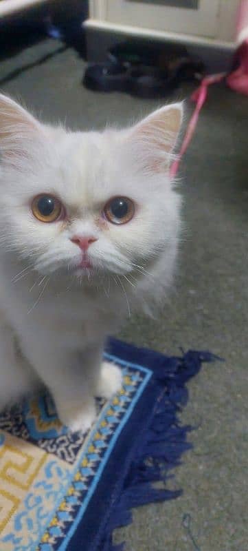 Female Punch Face Persian Cat 2