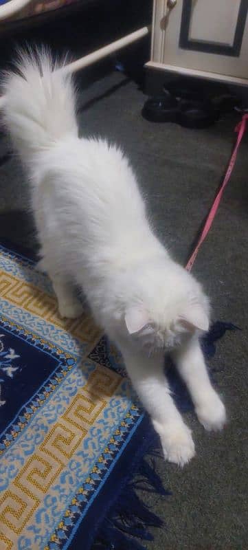 Female Punch Face Persian Cat 3