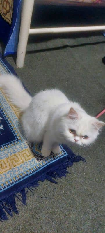 Female Punch Face Persian Cat 4