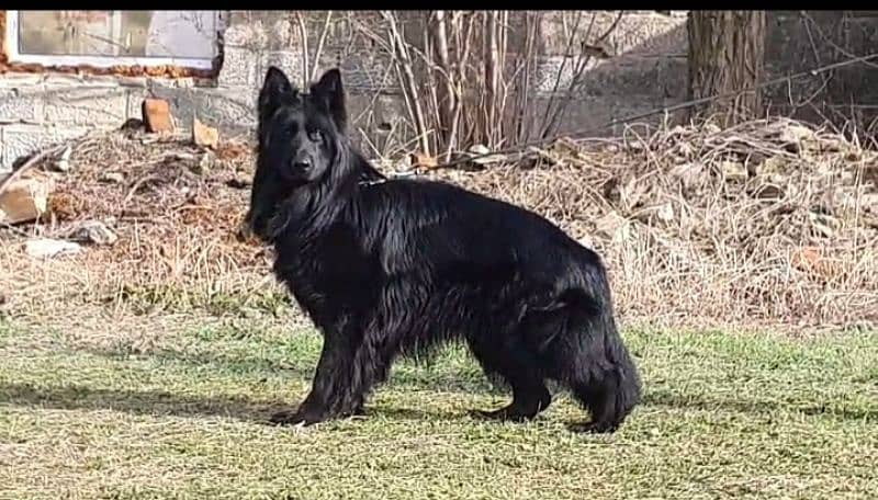 Jet black German Shepherd Top of the line 0