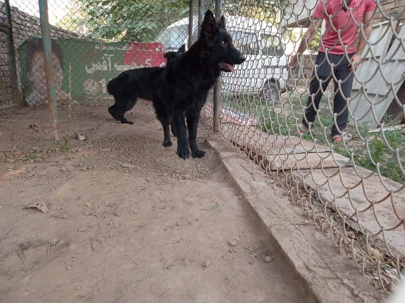 Jet black German Shepherd Top of the line 1