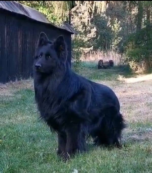 Jet black German Shepherd Top of the line 2