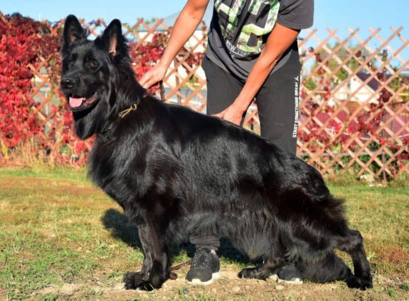 Jet black German Shepherd Top of the line 3