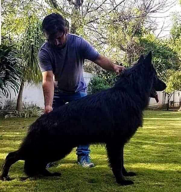 Jet black German Shepherd Top of the line 4