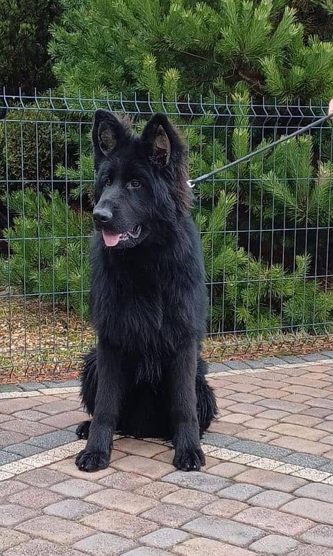 Jet black German Shepherd Top of the line 6