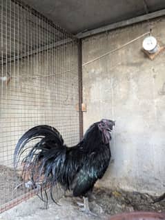 Ayam Cemani Hairtage Male For Sale