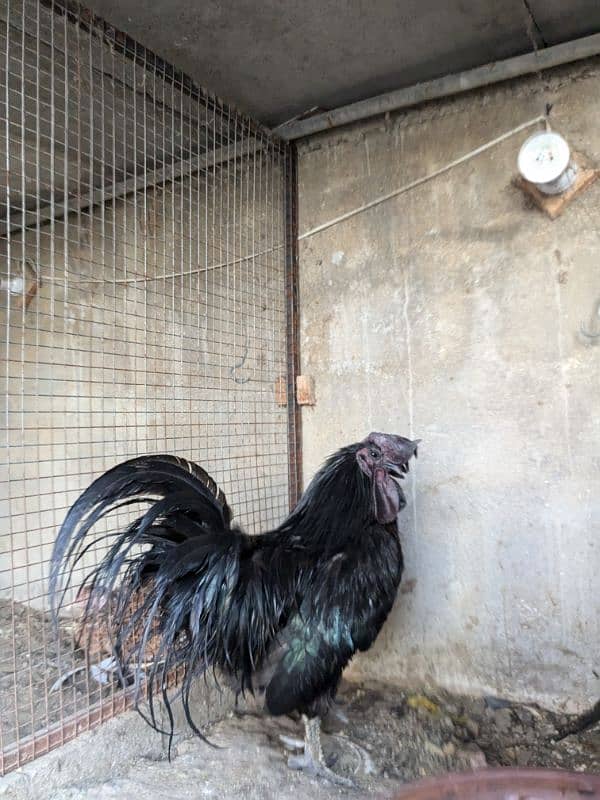 Ayam Cemani Hairtage Male For Sale 0