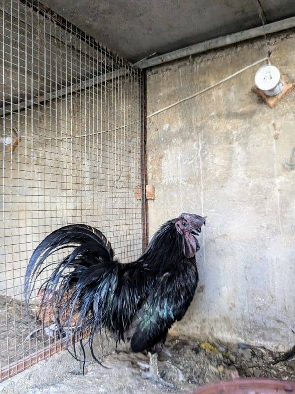 Ayam Cemani Hairtage Male For Sale 1