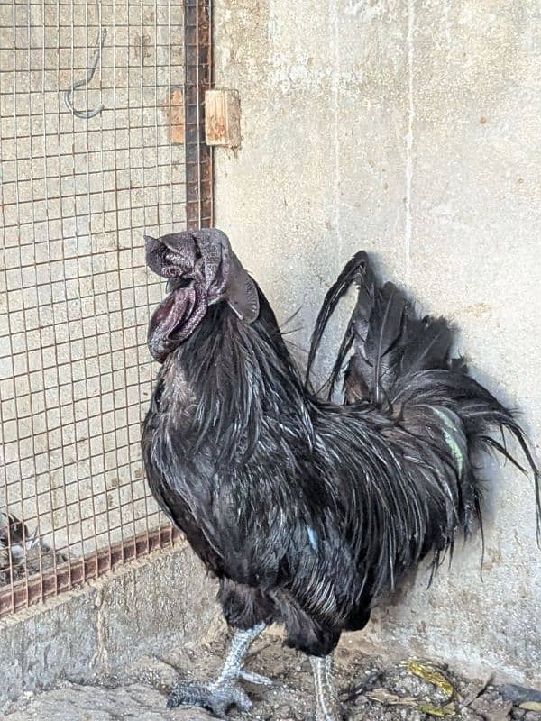 Ayam Cemani Hairtage Male For Sale 2