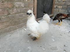 5 fingers silkie