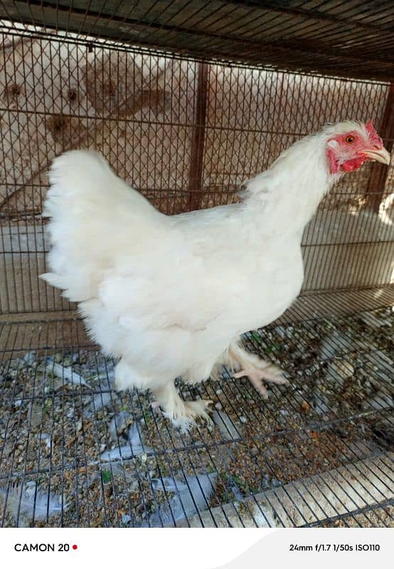 white buff egg laying pair 1