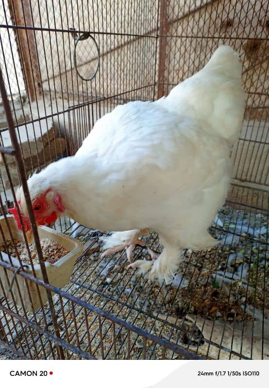 white buff egg laying pair 4