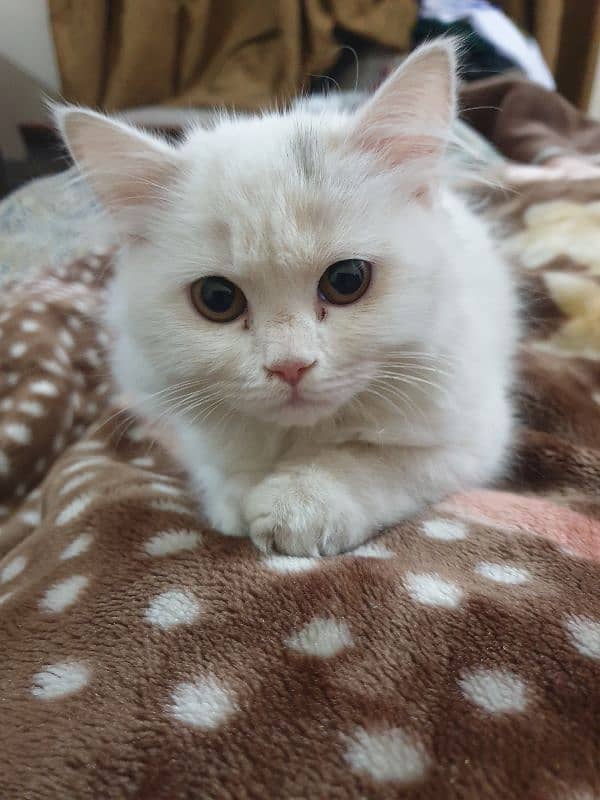 white European cat 1