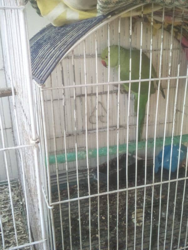 two green parrots one male and one female 4