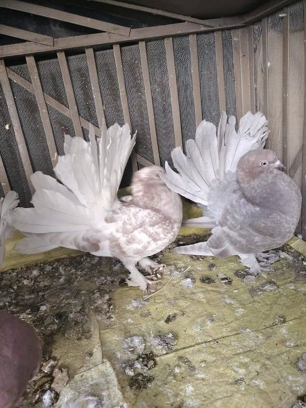 silver tail lucky breeder pair & pathy 0