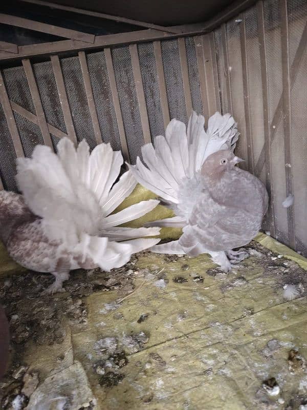 silver tail lucky breeder pair & pathy 2