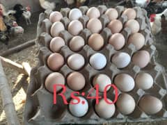 Furtile eggs desi hens