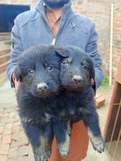 Session German Shepherd puppy