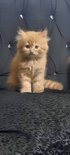 Persian Kitten | Triple Coated | Ginger Color | Golden Eyed