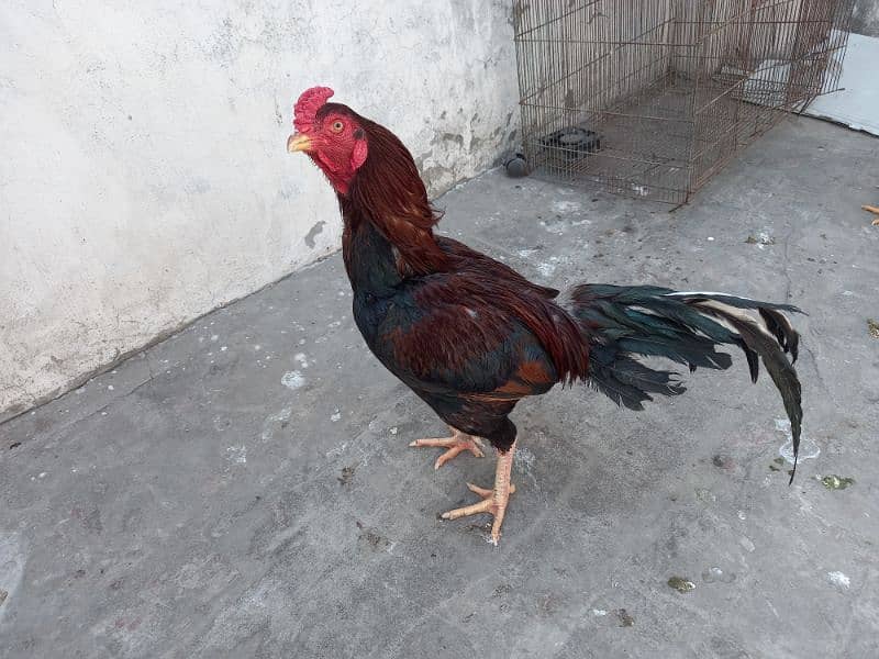 Ayam Cemani And aseel Eggs and pairs for sale 0