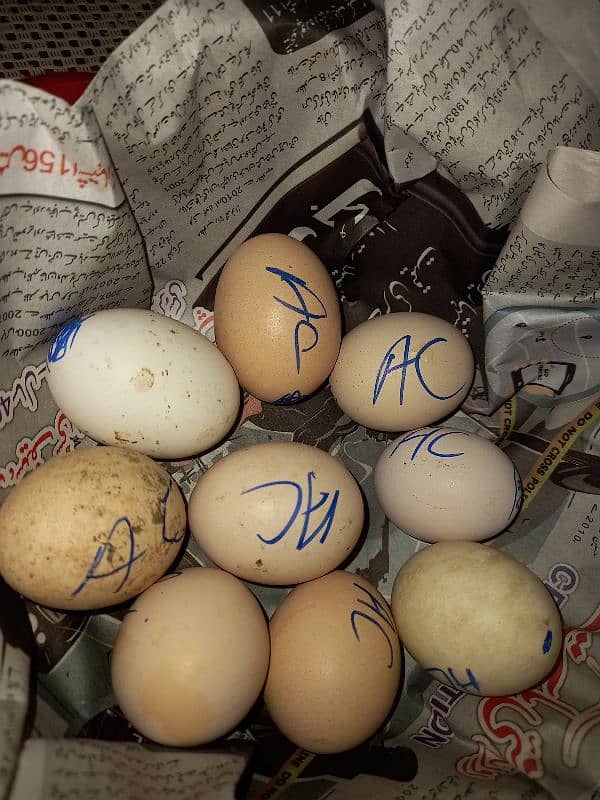 Ayam Cemani And aseel Eggs and pairs for sale 15